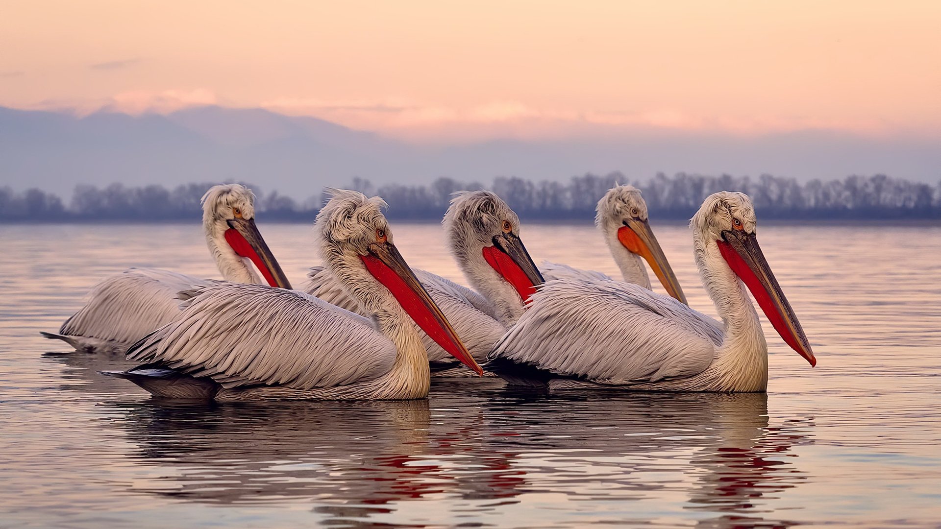 暮色染刃，无声处听惊雷—范弗利特于世界排名之夜编织的法则之网