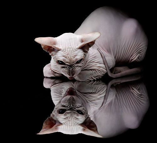 节奏之心，武切维奇如何用三个眼神瓦解上海队的钢铁防线