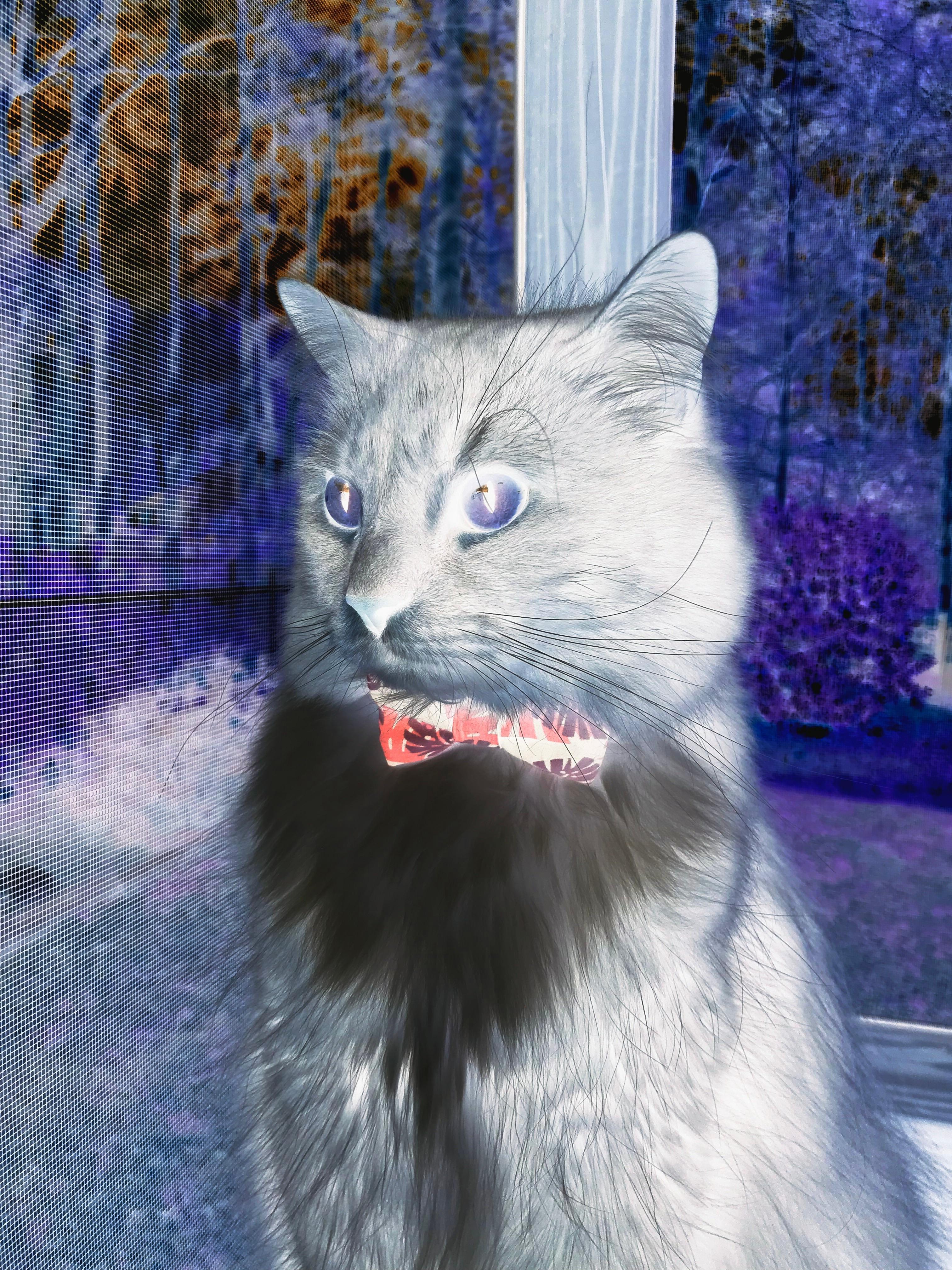 绿茵东决！桑巴闪电如何斩落蓝色巨人？