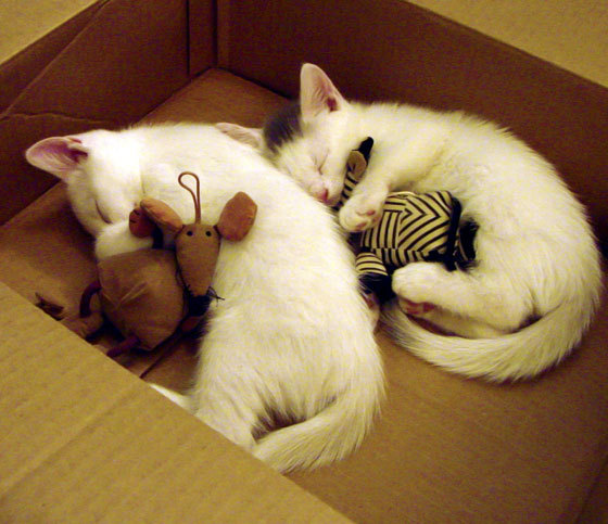 欧洲足球的降维打击，当五星巴西化身欧冠黑马，一场足以颠覆认知的胜负