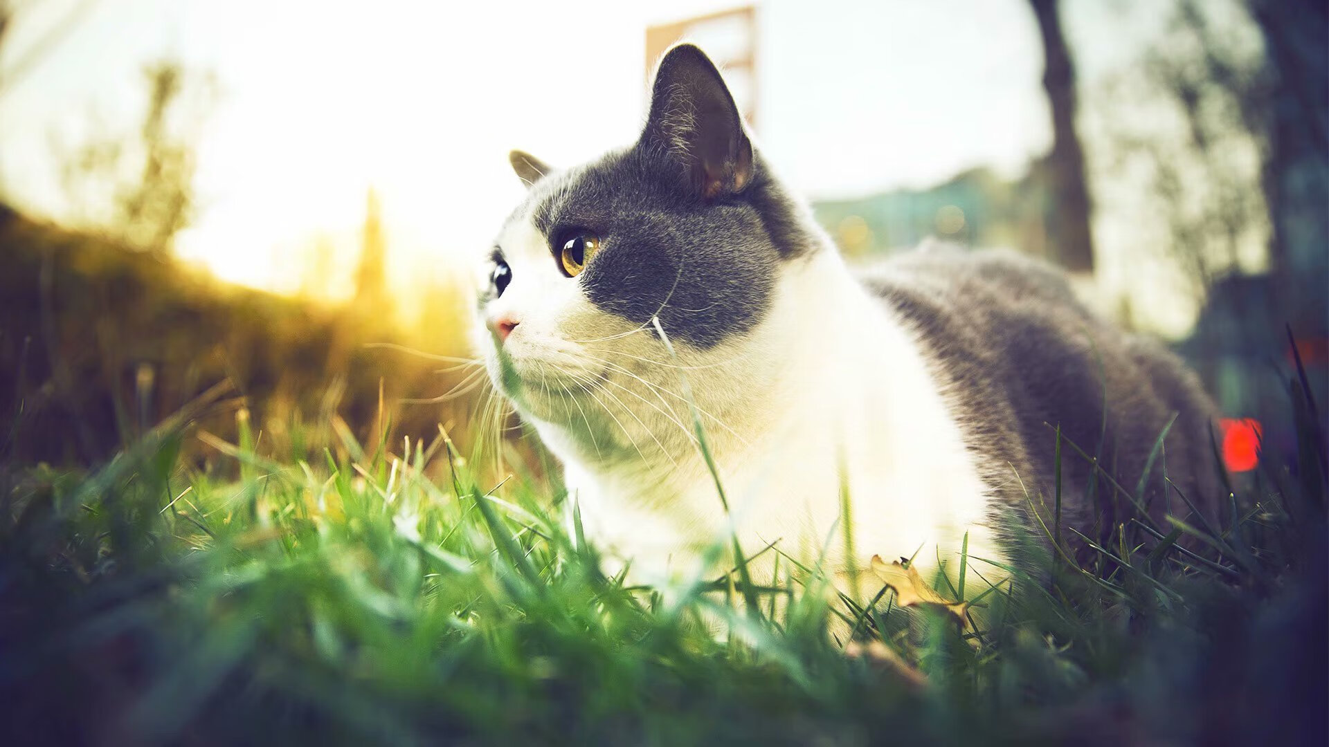 孤锋破夜，弱旅屠龙，当格列兹曼的华尔兹遇见雷恩的铁血