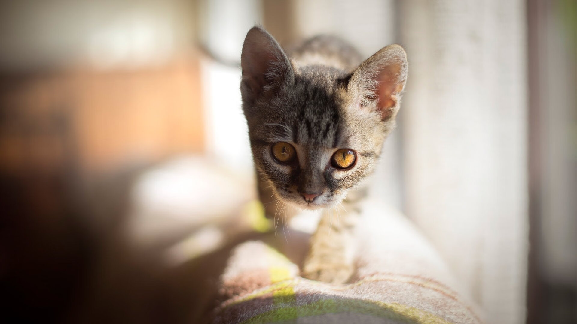 舞台越大越强，伊萨克在厄瓜多尔对阵阿尔及利亚的巅峰对决