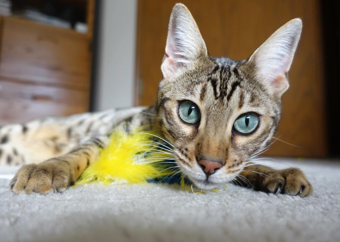 开云体育登录-绿茵启示录，当沙漠与奔牛在世界杯的十字路口闪击