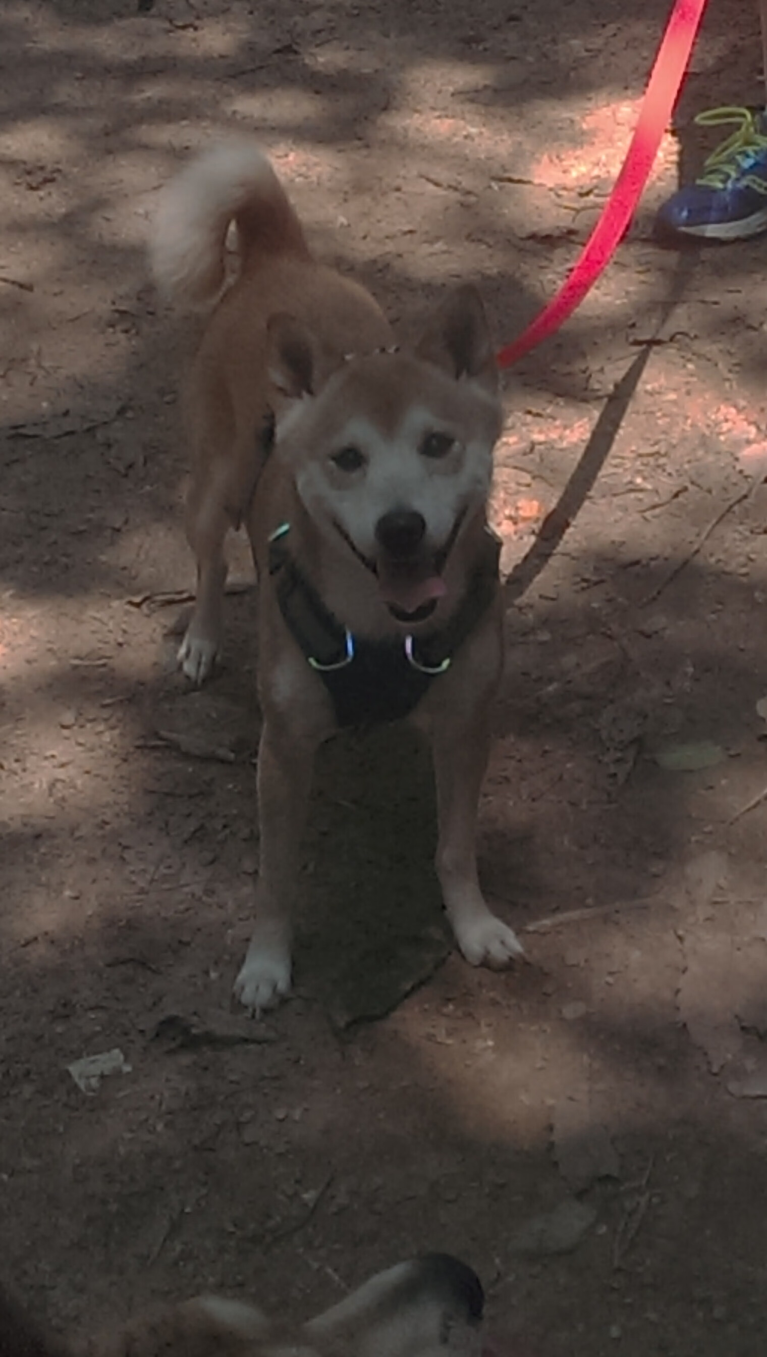 骑士的魔法之夜，杰伦·格林如何将奥兰多变回麦迪逊广场花园