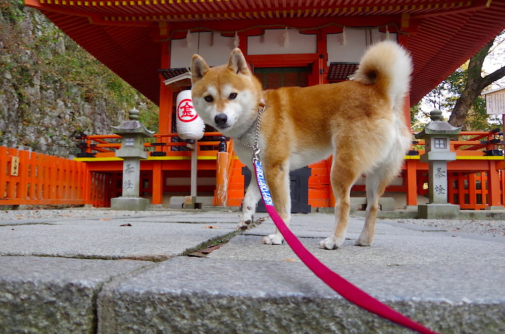 紫红交响曲，德布劳内唯一的争冠夜指挥家