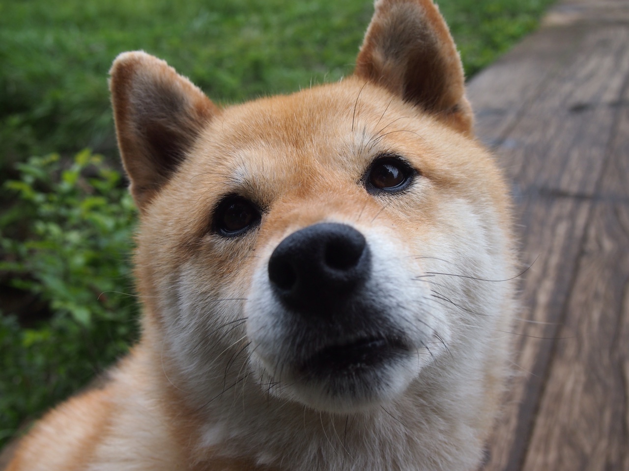 掘金孤王的棋局，当约基奇让时间在湖人面前提前凝固