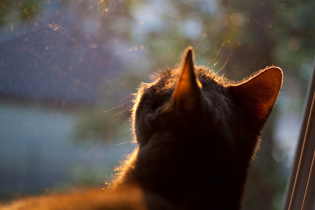 一剑封喉,卡瓦哈尔在奥运关键战之夜的破晓时分