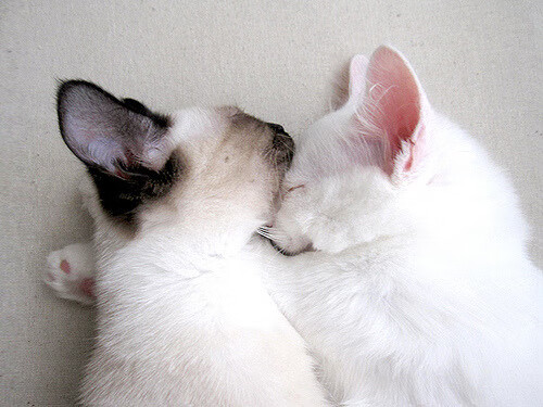 不死棋局,37岁保罗如何用智慧在马刺狼群中下出一手生涯绝唱?