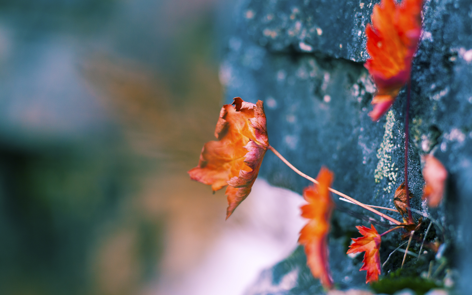 篮球场上的瞬间艺术，马刺单节拉开篮网，利拉德压力下完成爆发