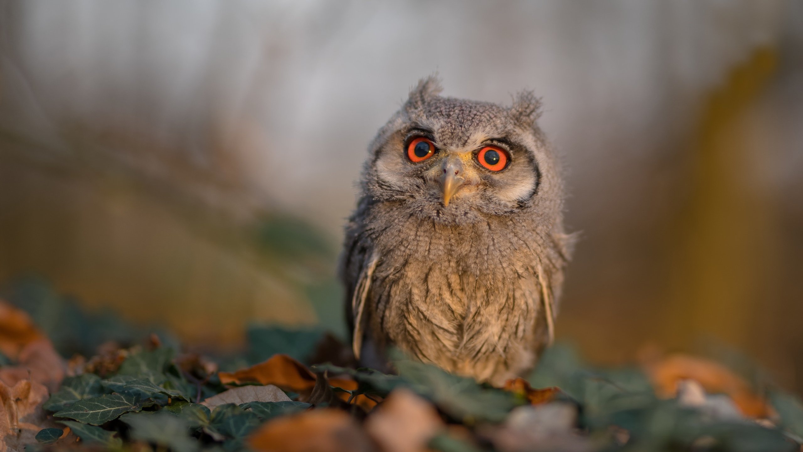 千年符号与现代魔法，当凯尔特团队篮球遭遇文班亚马的接管时刻